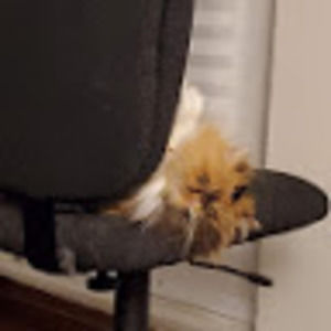 Meet your Posher, Jin lin